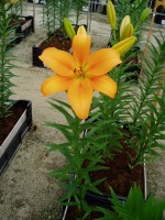 [1668 Bonsoir No02.JPG]